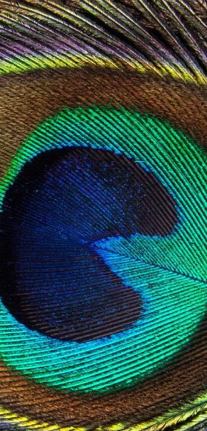 Close-up of a vibrant peacock feather showcasing electric blue hues.