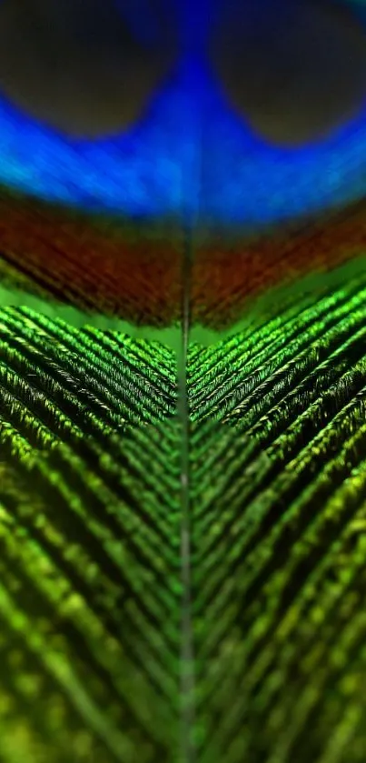 Close-up of vibrant peacock feather with detailed green and blue hues.