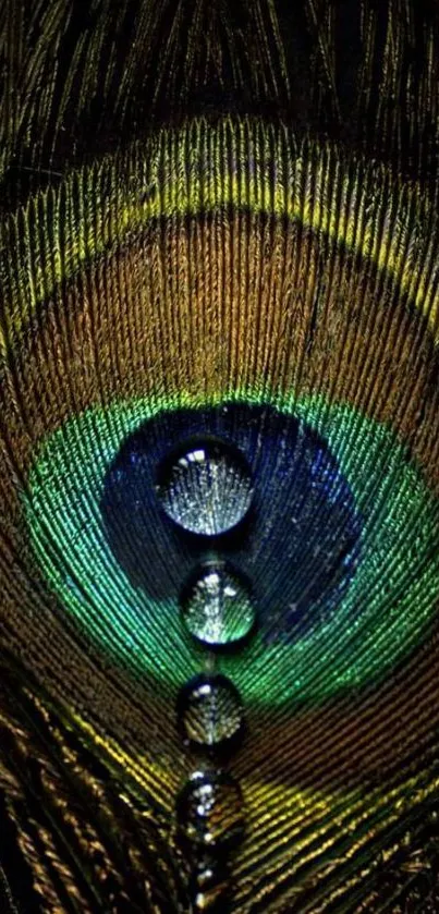 Close-up of a peacock feather with water droplets.