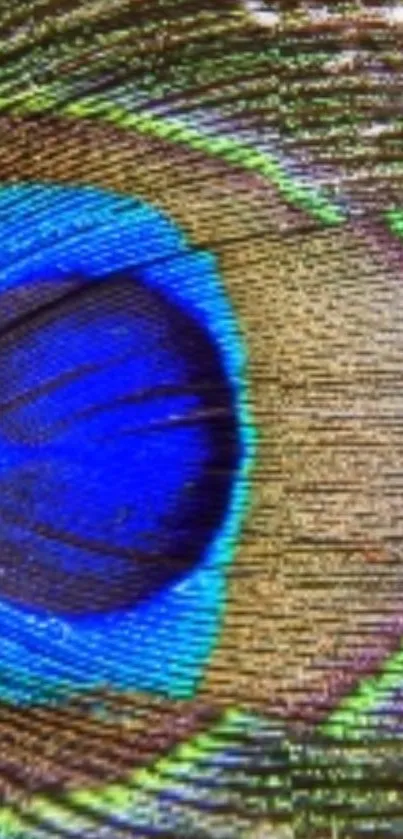 Vibrant peacock feather wallpaper with blue and green hues.