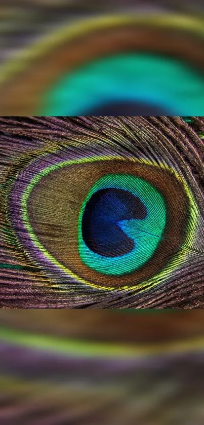 Close-up of a vibrant peacock feather with green and blue hues.