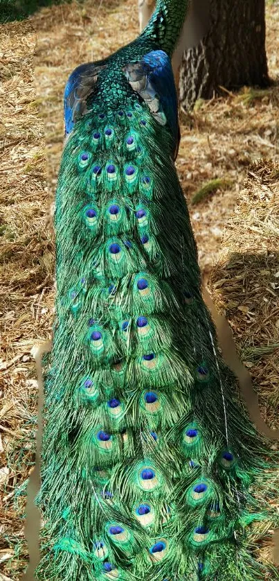 Peacock showing its vibrant green tail feathers on a nature background.