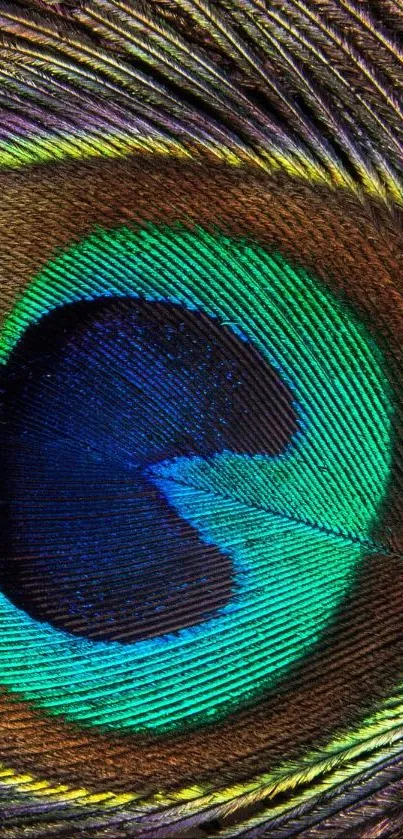 Vibrant close-up of a peacock feather with rich colors.