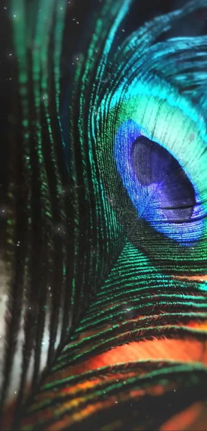 Close-up of vibrant peacock feather with teal and blue hues on phone wallpaper.