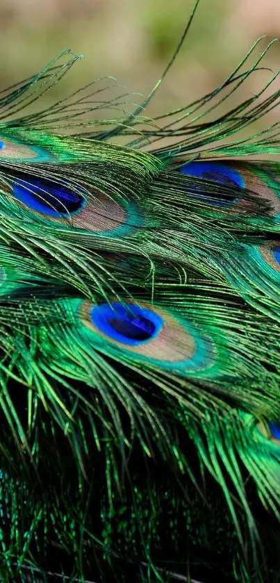 Close-up of vibrant peacock feathers with blue and green coloring, perfect for mobile wallpaper.