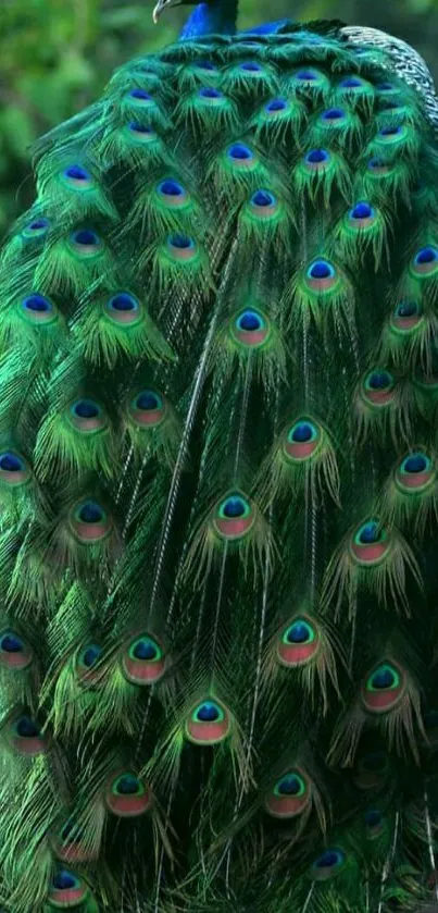 Green peacock feathers mobile wallpaper with vibrant design.