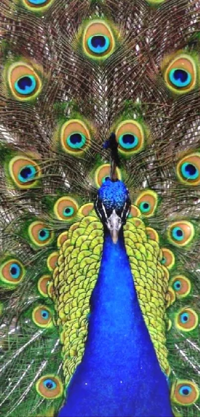 Vibrant peacock with colorful feather fan spread wide.