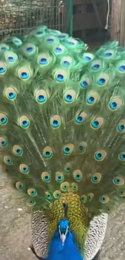 Peacock with vibrant green and blue feathers fully spread in a captivating display.