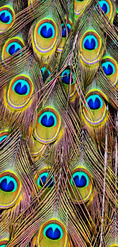 Vibrant peacock feathers in blue hues for phone wallpaper.