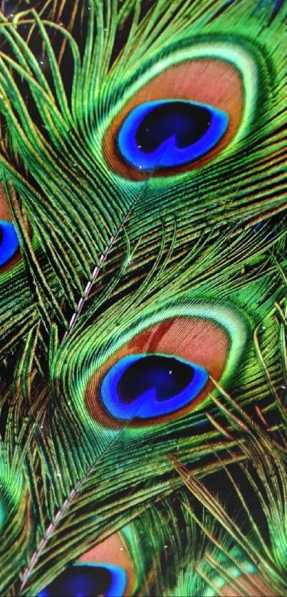 Vibrant green peacock feathers with vivid blue accents as phone wallpaper.