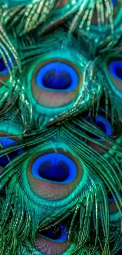 Close-up of vibrant peacock feathers for mobile wallpaper.