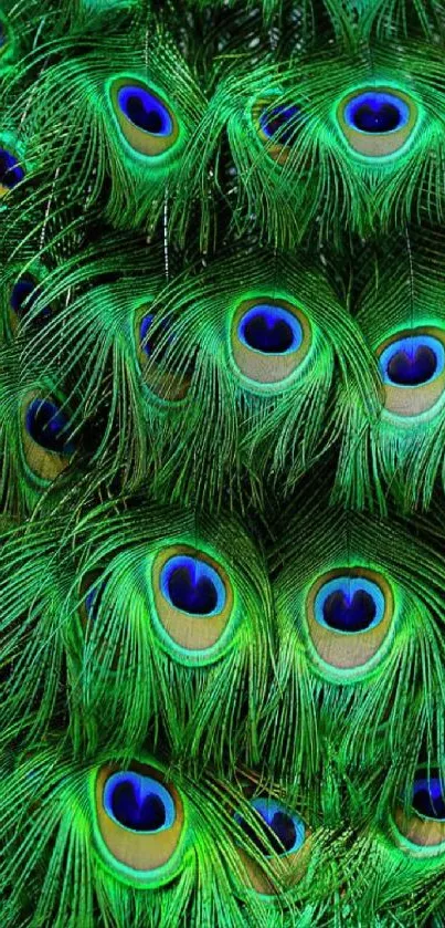 Close-up of vibrant peacock feathers with iridescent green and blue hues.