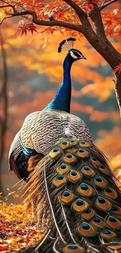 Peacock surrounded by vibrant autumn leaves in a forest.
