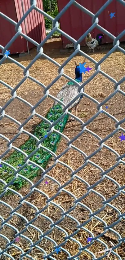 Vibrant peacock with colorful feathers in fenced enclosure.