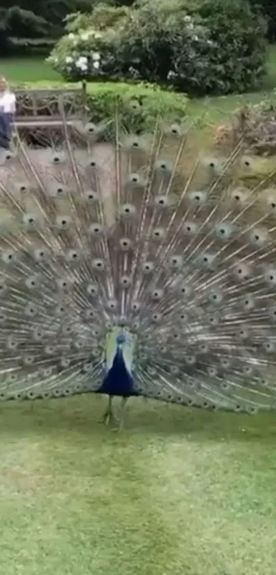 Peacock showcasing feathers in a green garden setting.