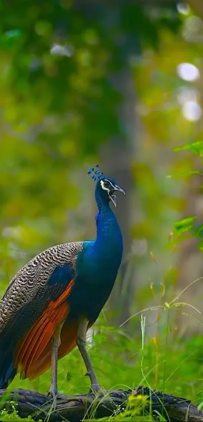 A vibrant peacock among lush green foliage in a forest setting.