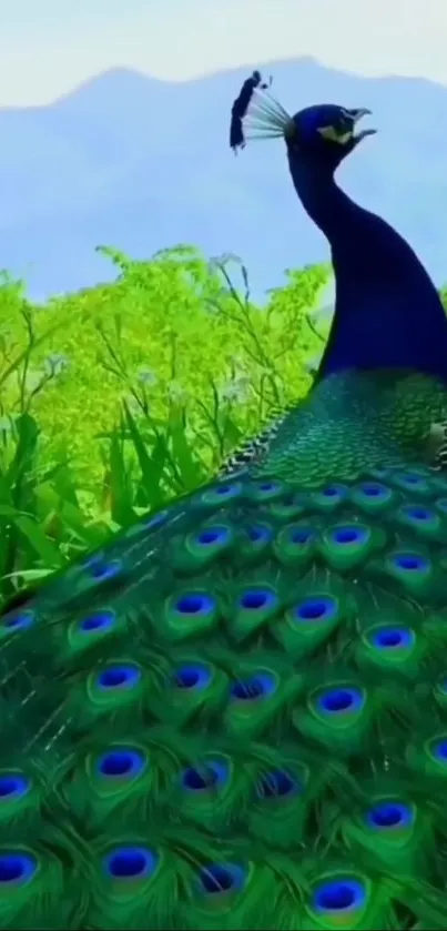 Vivid peacock in lush green landscape, colorful feathers displayed.