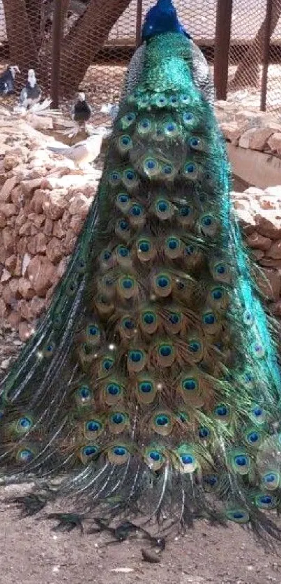 A vibrant peacock displaying its colorful tail in a natural setting.