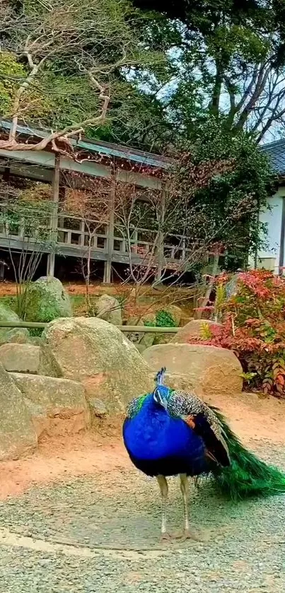 Peacock in a serene garden with vibrant feathers and scenic surroundings.