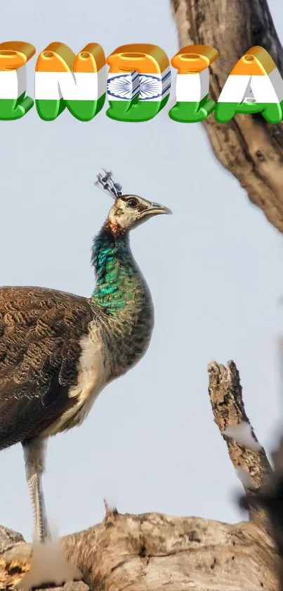 Vibrant peacock sitting on tree with 'India' text above.