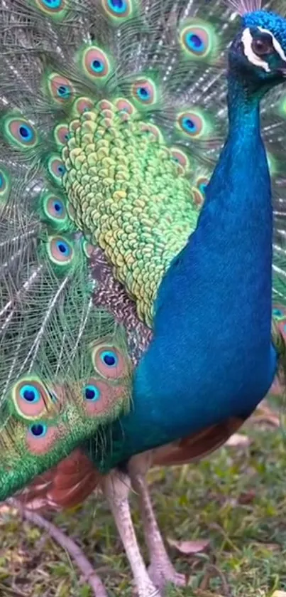 A vibrant peacock spreading its colorful feathers, ideal for phone wallpapers.