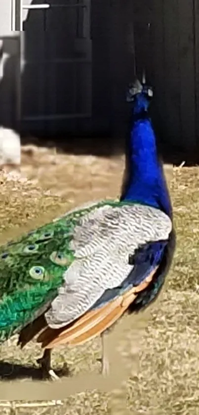 Vibrant peacock showcasing blue and green feathers in a natural setting.