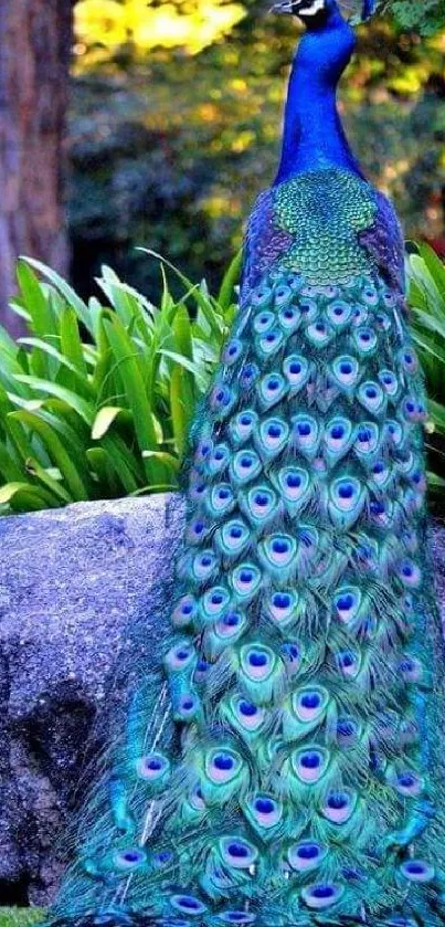 Vibrant peacock with stunning feathers in blue and green hues, perfect for wallpaper.