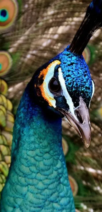 Vibrant peacock with colorful feathers on display.