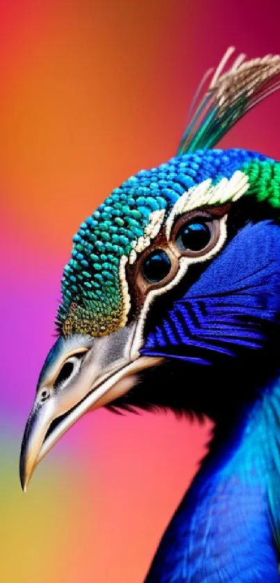 Vibrant peacock with colorful background mobile wallpaper.