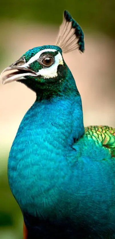 Close-up of a vibrant peacock with striking blue feathers.