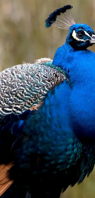 Close-up of a vibrant blue peacock displaying its colorful plumage.