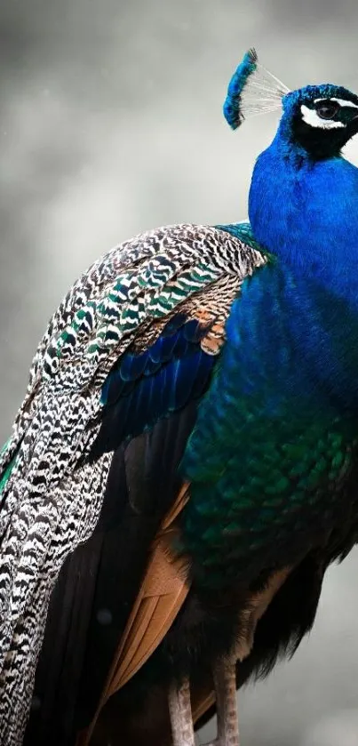 Vibrant peacock with blue and green feathers on mobile wallpaper.