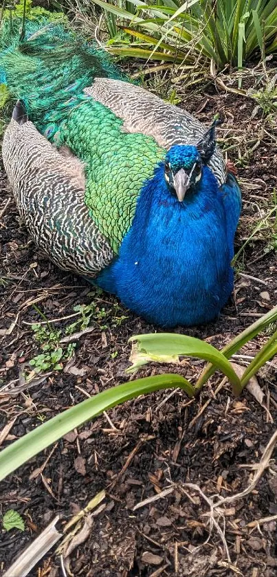 Majestic peacock with vibrant blue and green feathers in a lush garden.