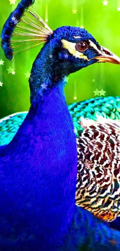 Vibrant peacock with blue and green plumage on a mobile wallpaper.