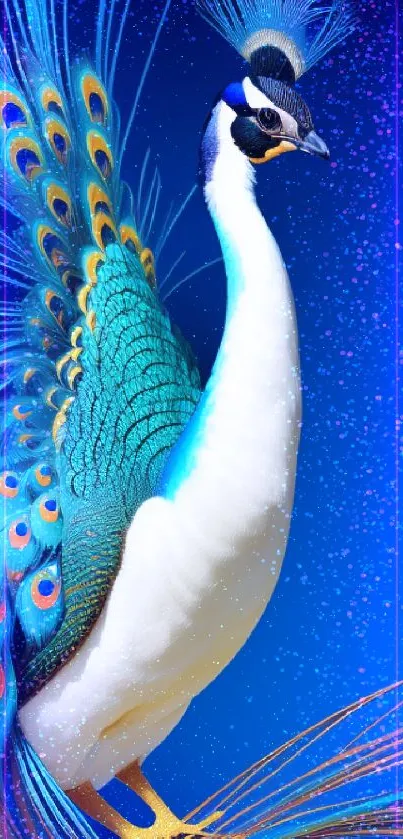 Vibrant peacock with colorful feathers on a blue background.