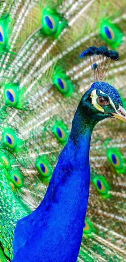 Vibrant peacock showcasing colorful, detailed feathers.