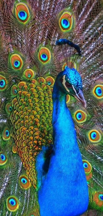 Vibrant peacock with colorful feathers and elegant display on a mobile wallpaper.