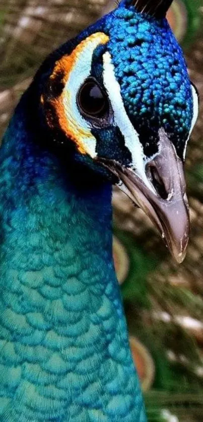 Close-up of vibrant blue peacock showcasing colorful feathers.