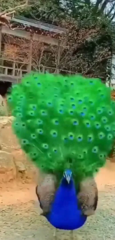 Peacock displaying vibrant green and blue feathers in a natural setting.