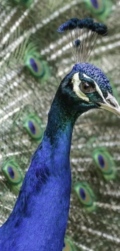 Vibrant peacock with a stunning display of colorful feathers.