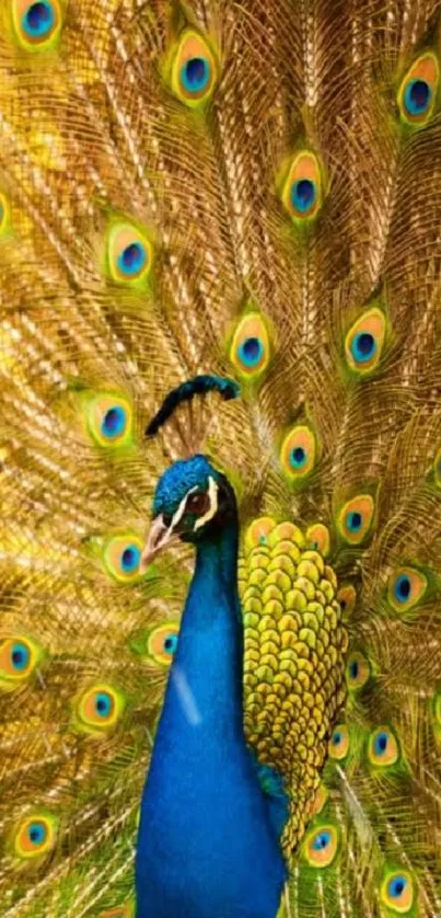 Vibrant peacock with golden feathers on display.