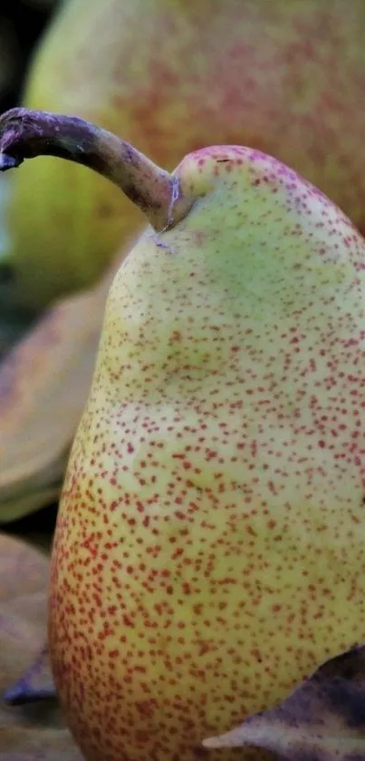 Close-up of a vibrant pear on leafy background.