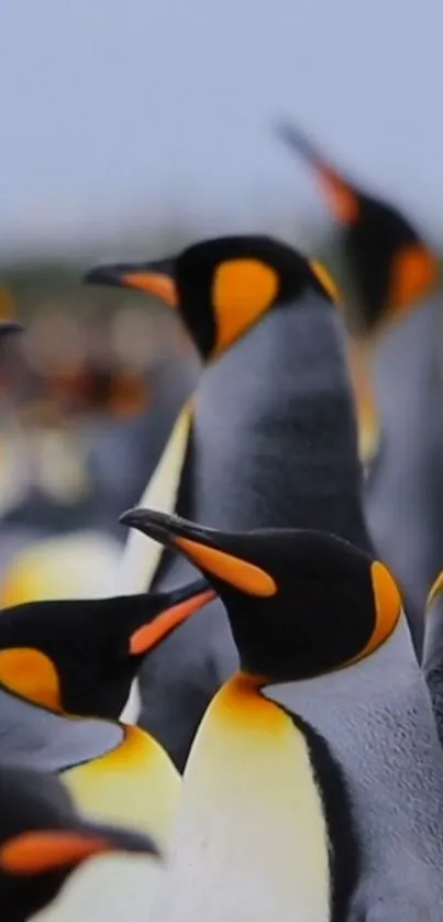 Close-up of penguins with orange beaks.