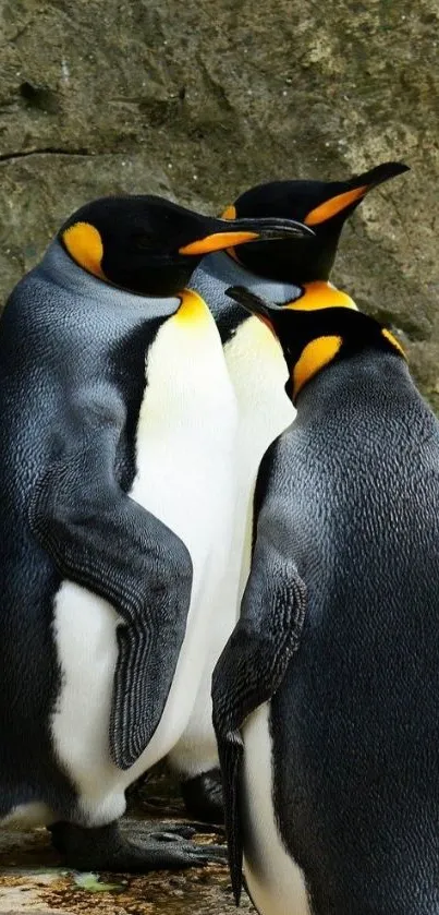 A group of penguins standing together, showcasing vibrant colors on a rocky surface.