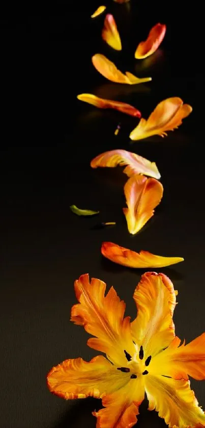 Vibrant orange and yellow petals on black background