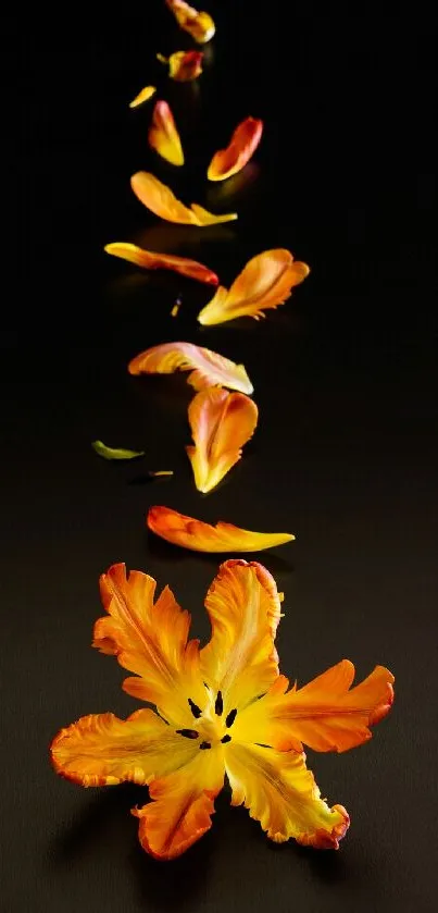 Orange flower petals on a black background create an elegant phone wallpaper.