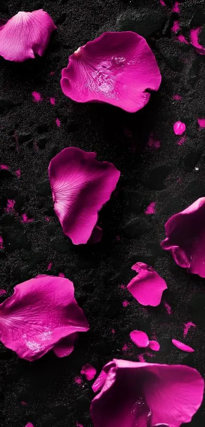 Magenta rose petals on a textured black background