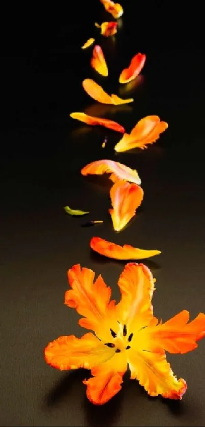 Orange petals gracefully scattered on a black background.