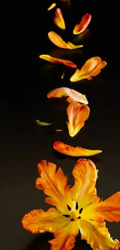 Orange and yellow petals on dark background wallpaper.