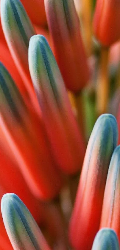 Close-up of vibrant coral petals in nature wallpaper.